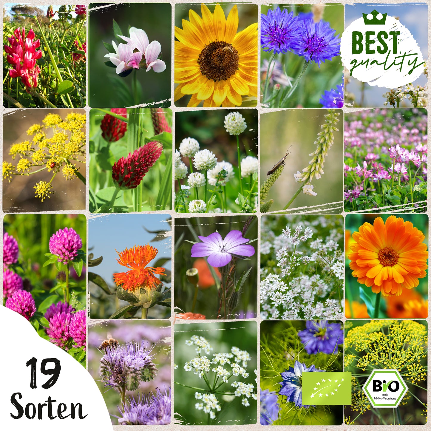 Bio-Bienenweide Saatgut-Mischung (mehrjährig)