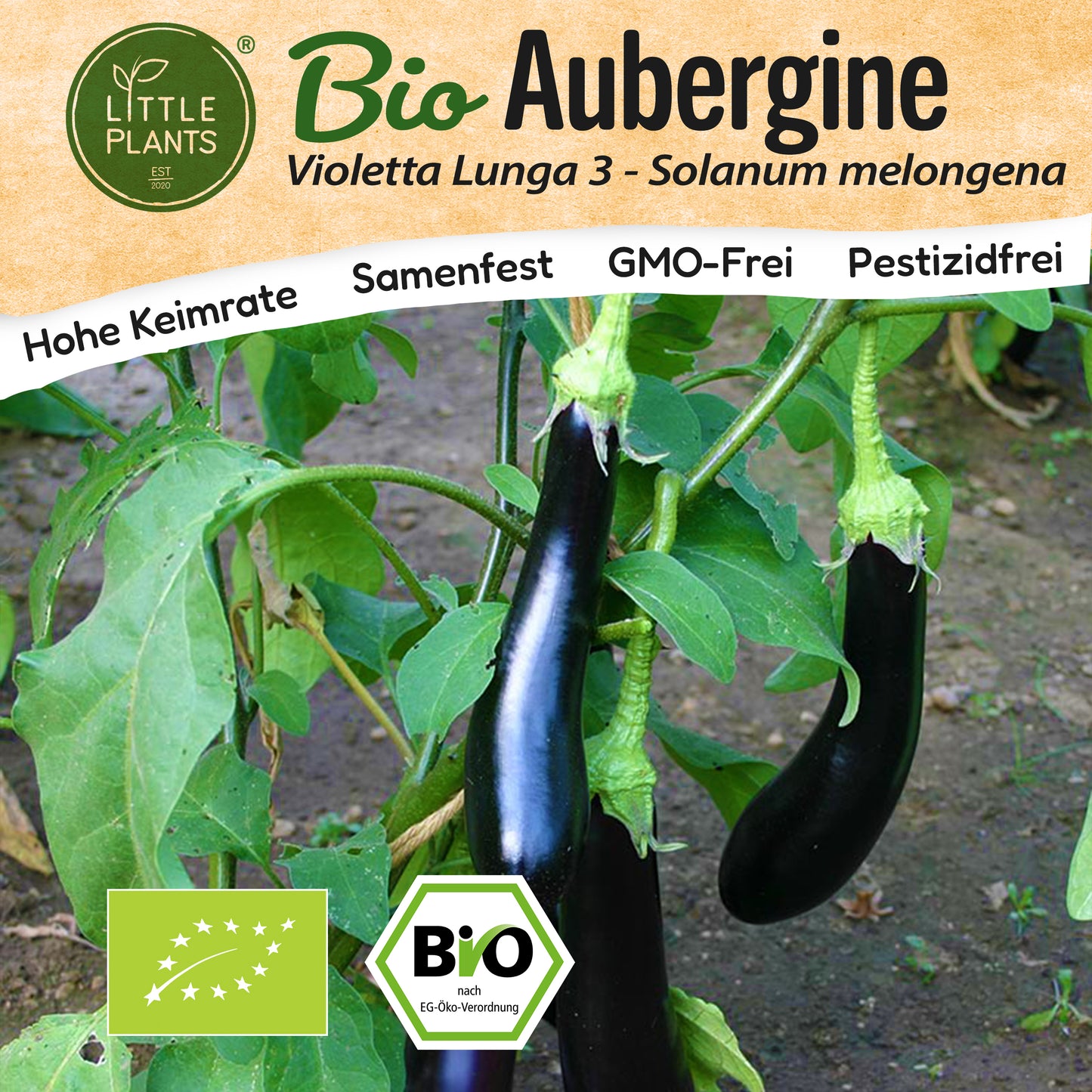 Bio-Aubergine (Violetta Lunga 3)