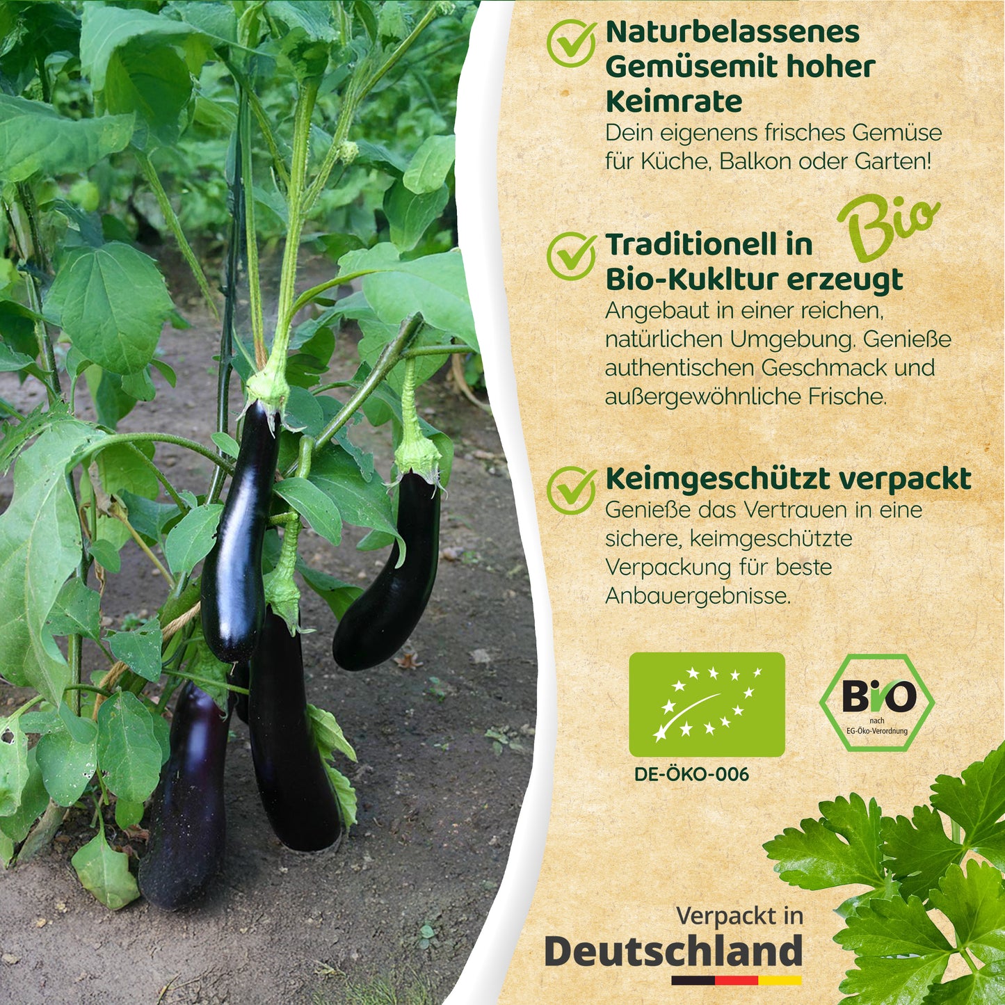 Bio-Aubergine (Violetta Lunga 3)