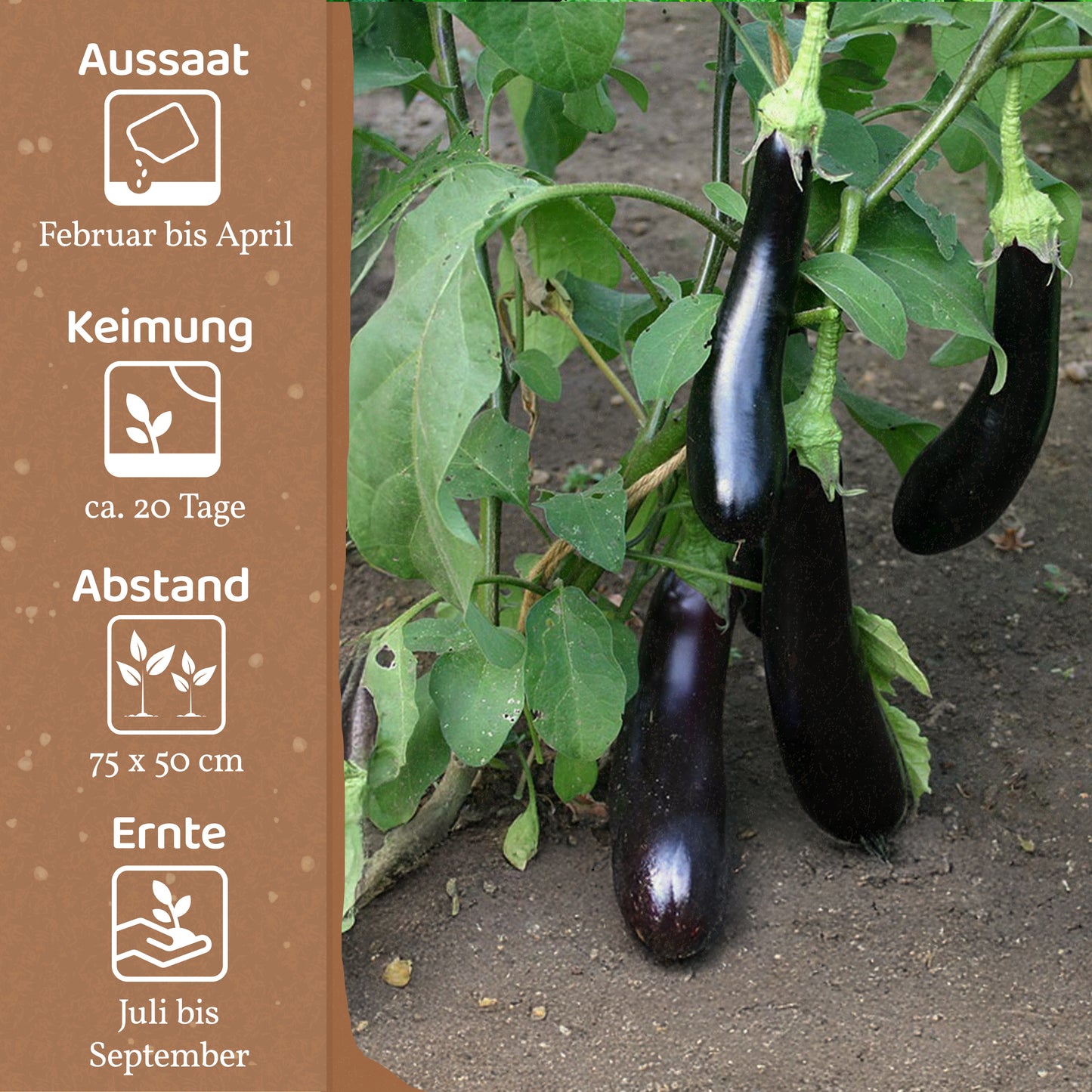 Bio-Aubergine (Violetta Lunga 3)