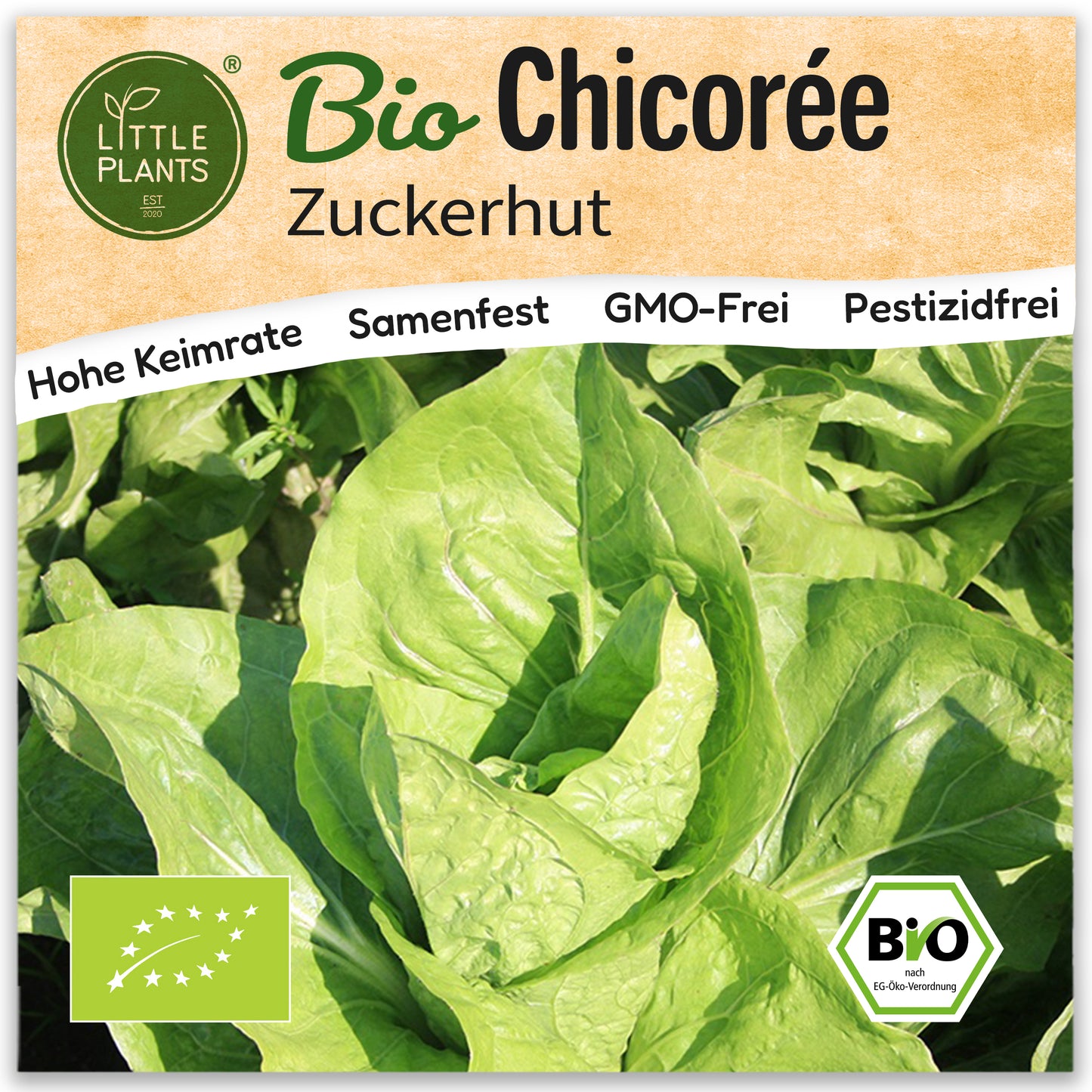 Bio-Chicorée (Zuckerhut)