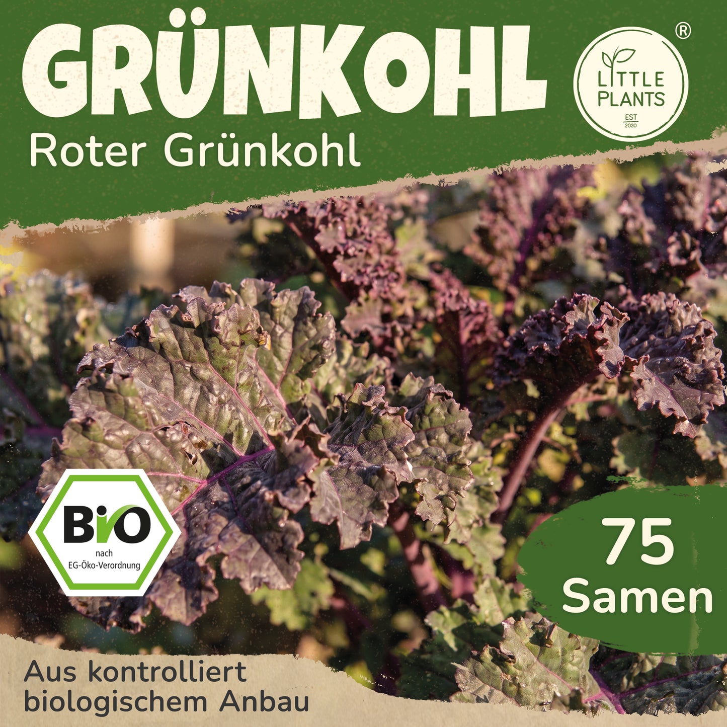 Bio-Grünkohl (Rot)