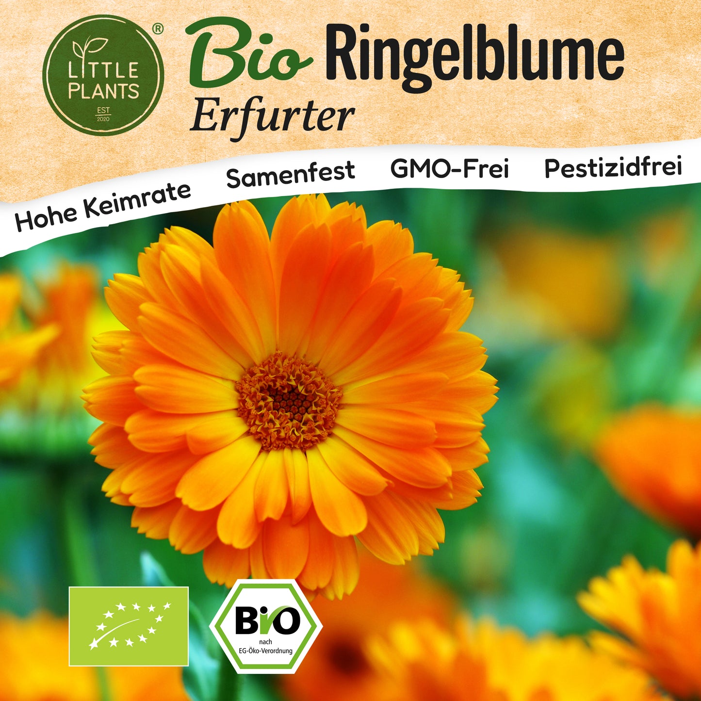 Bio-Ringelblume (Erfurter)