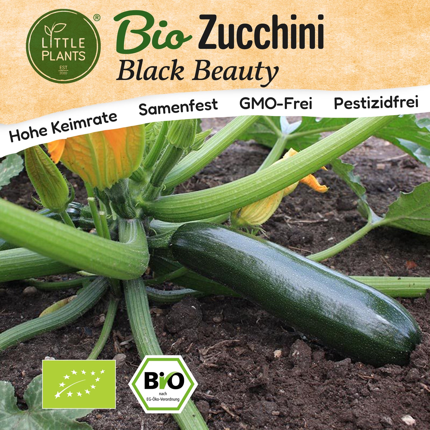 Bio-Zucchini (Black Beauty)
