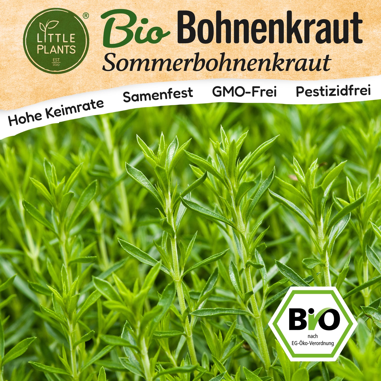 Bio-Bohnenkraut (Sommerbohnenkraut)