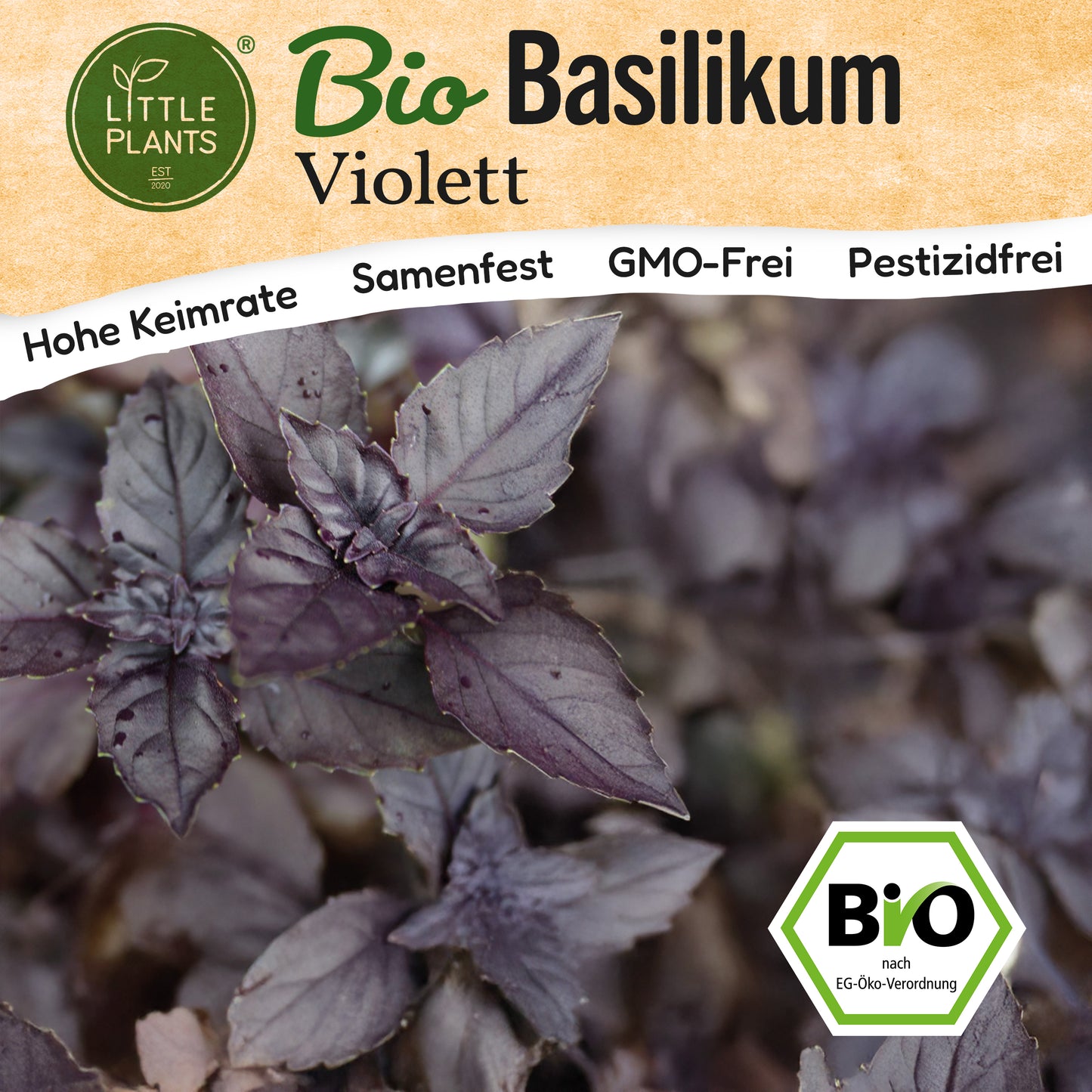 Bio-Basilikum (Purpur)