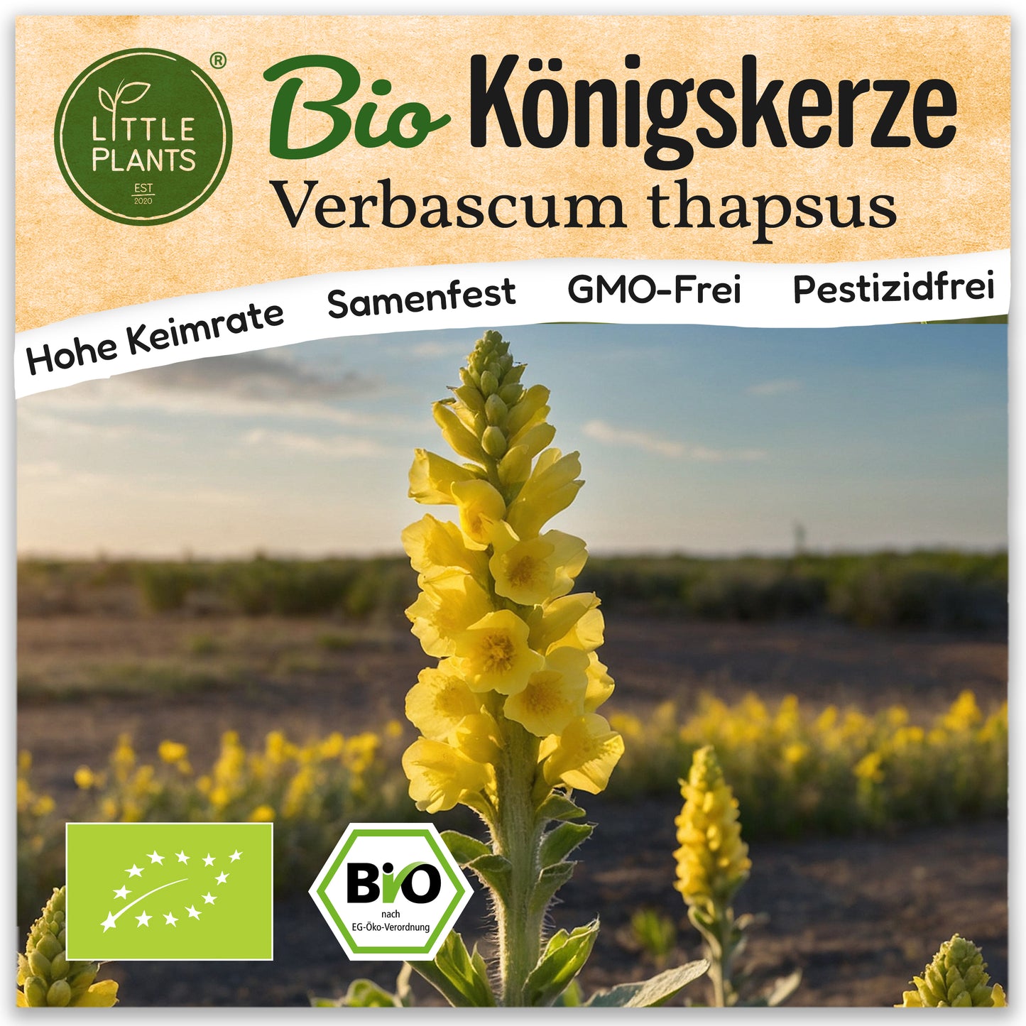 Bio-Königskerze