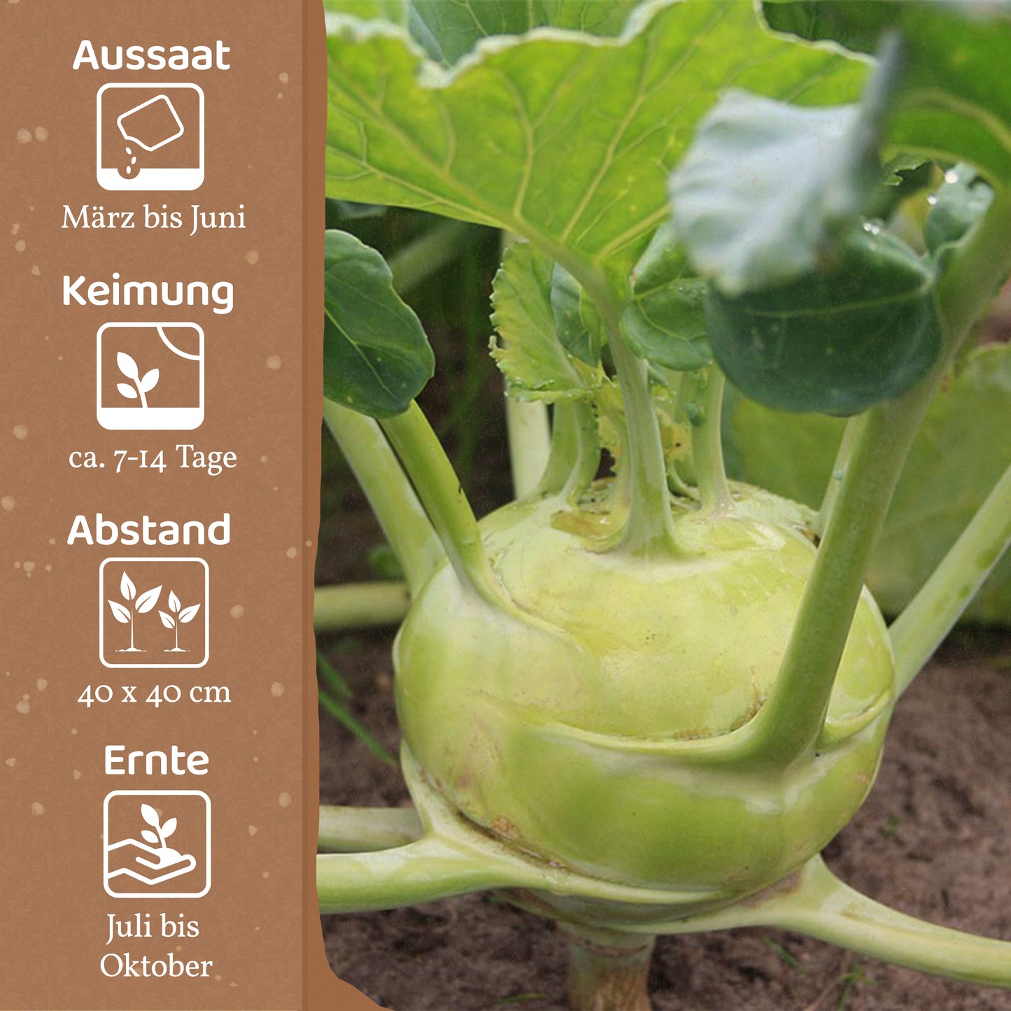 Bio-Kohlrabi (Superschmelz)
