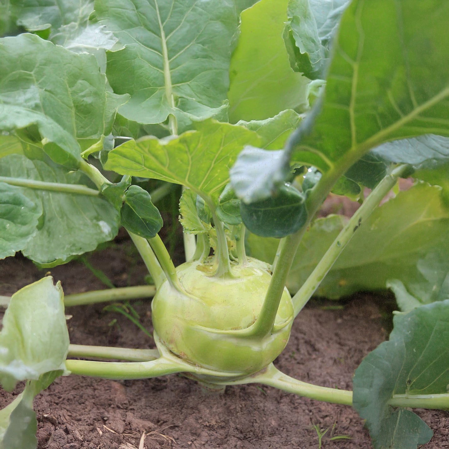 Bio-Kohlrabi (Superschmelz)