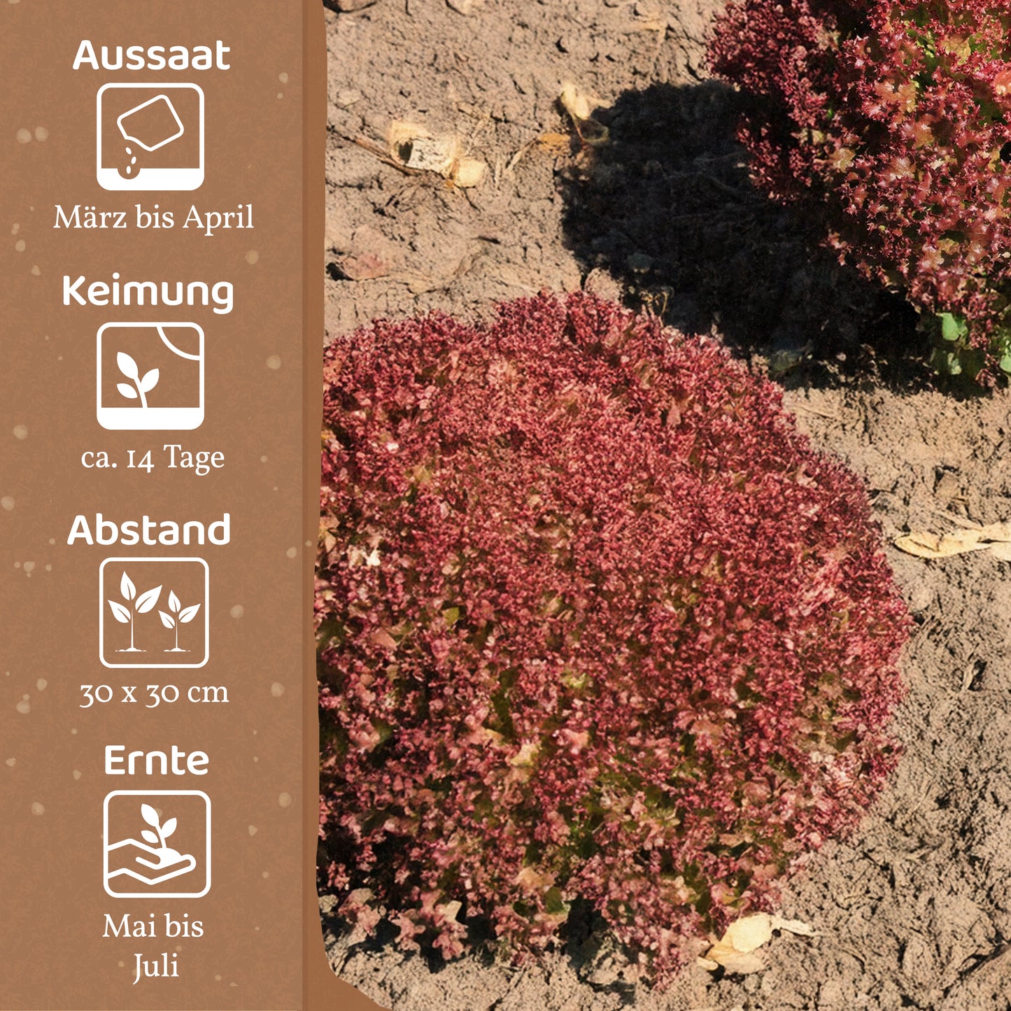 Bio-Lollo Salat (Lollo Rossa)