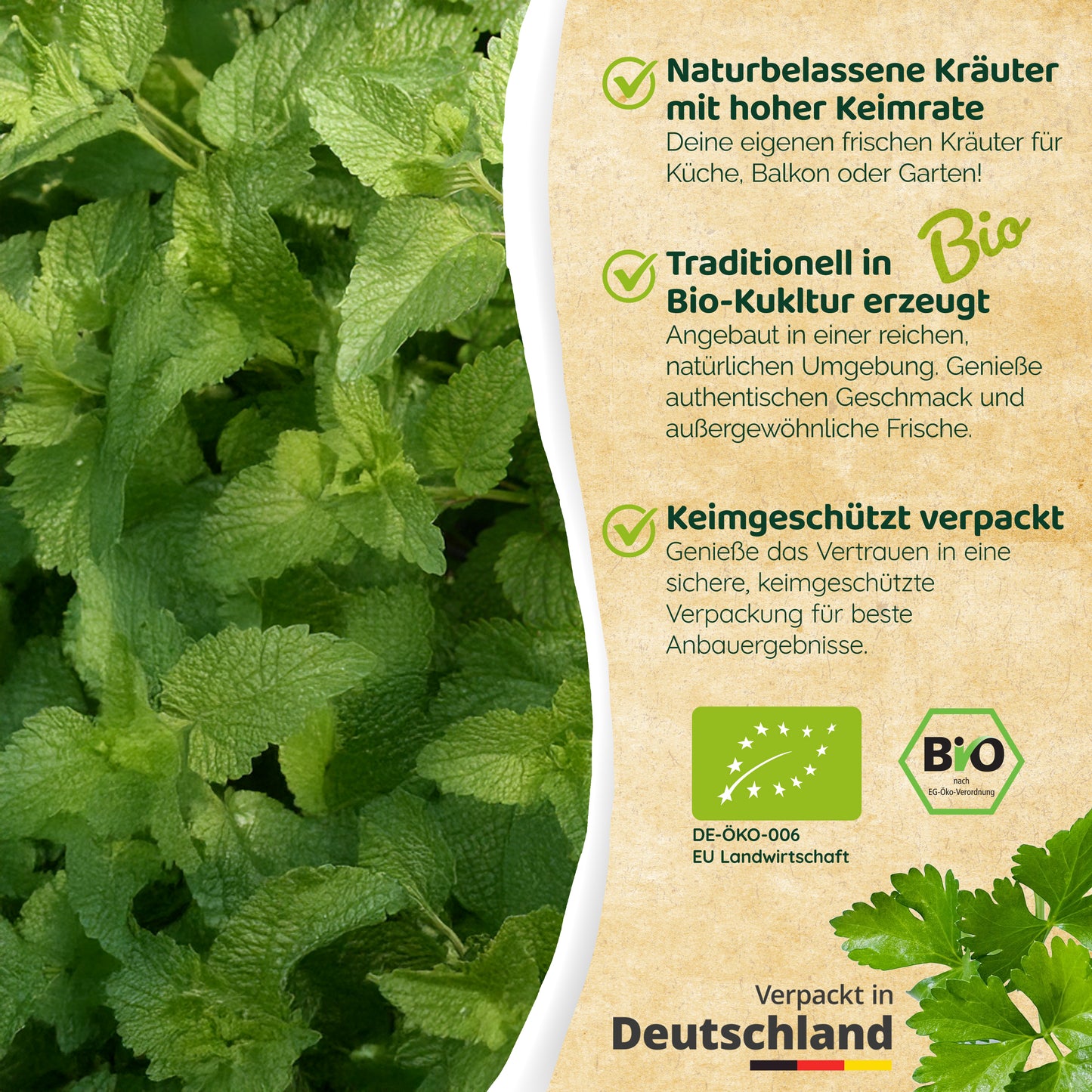 Bio-Melisse (Zitronenmelisse)