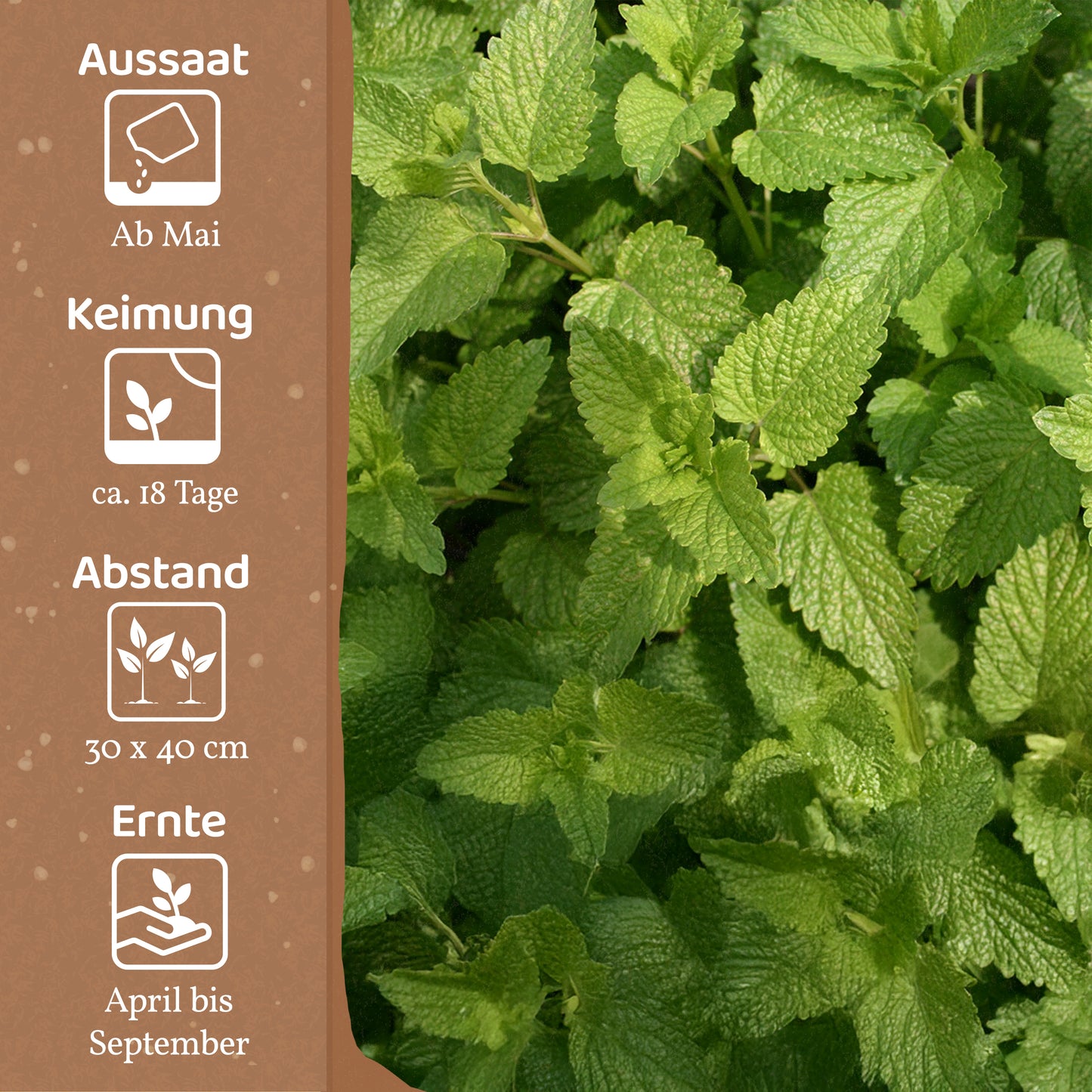 Bio-Melisse (Zitronenmelisse)