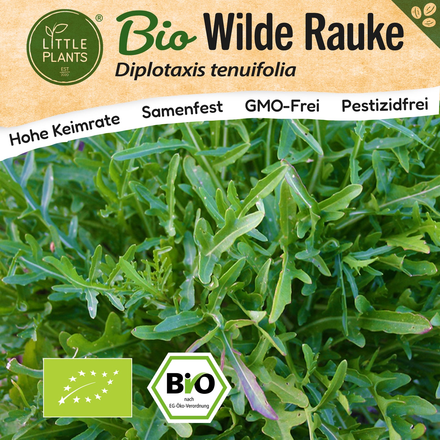 Bio-Rauke (Wilde Rauke)