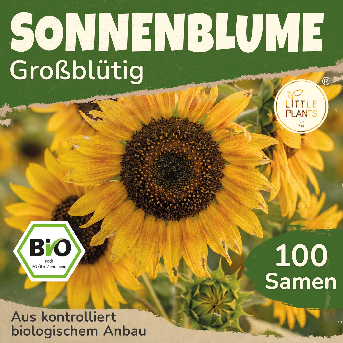 Bio-Sonnenblume (Großblütig)
