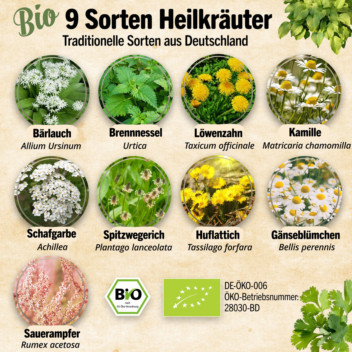 Bio-Heilkräuter Samen Set mit 9 Sorten