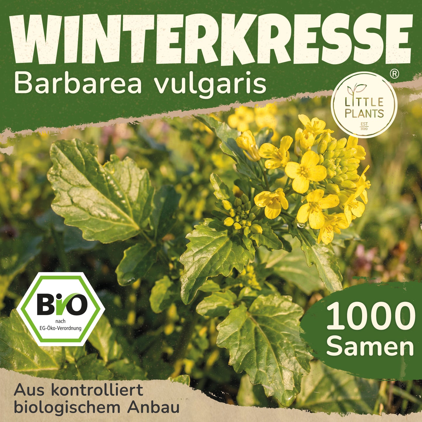Bio-Winterkresse