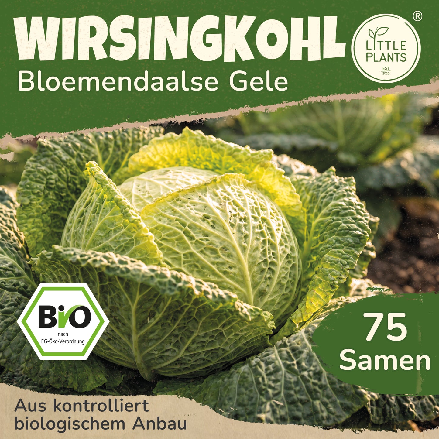 Bio-Wirsing (Bloemendaalse Gele)