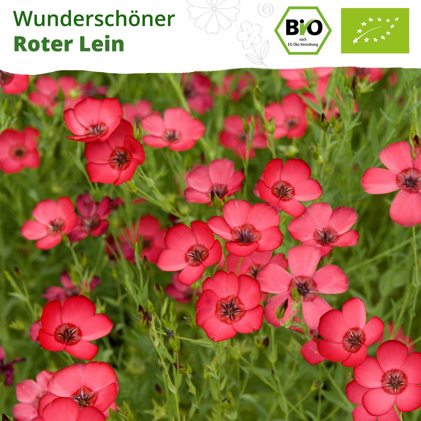Bio-Roter Lein