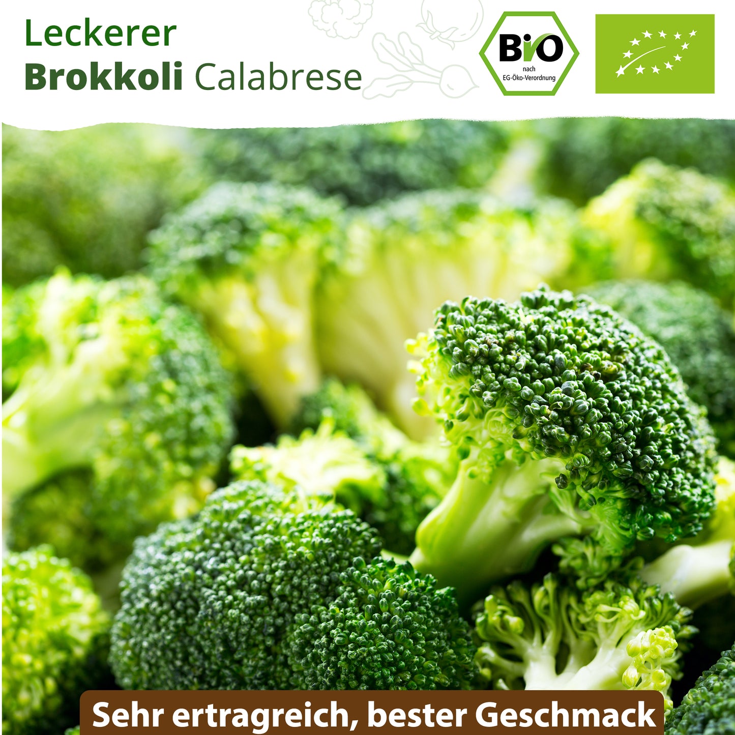 Bio-Brokkoli (Green Calabrese)