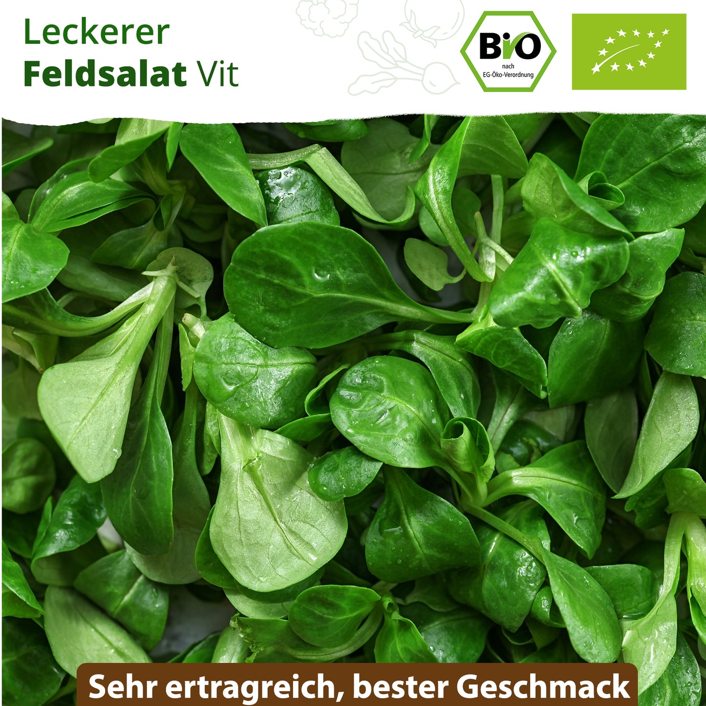 Bio-Feldsalat (Vit)