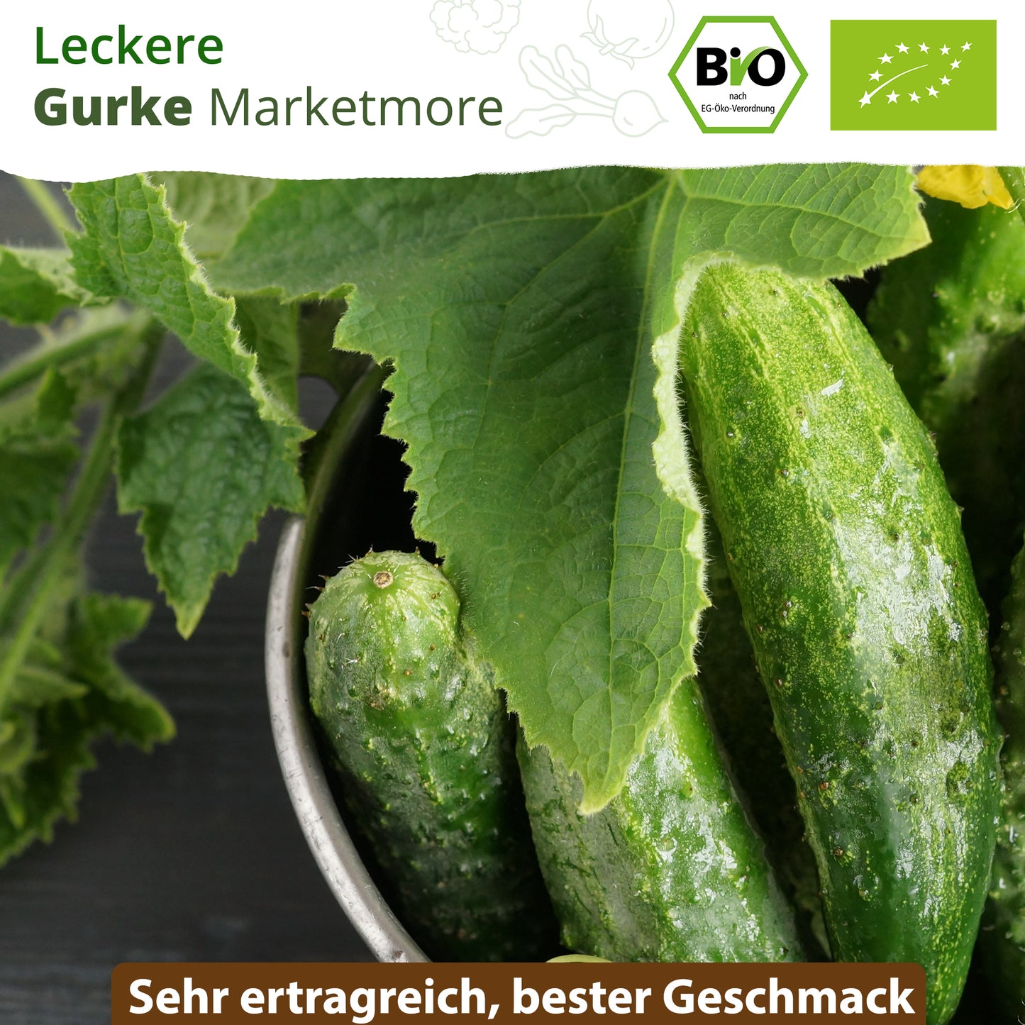 Bio-Gurke (Marketmore)