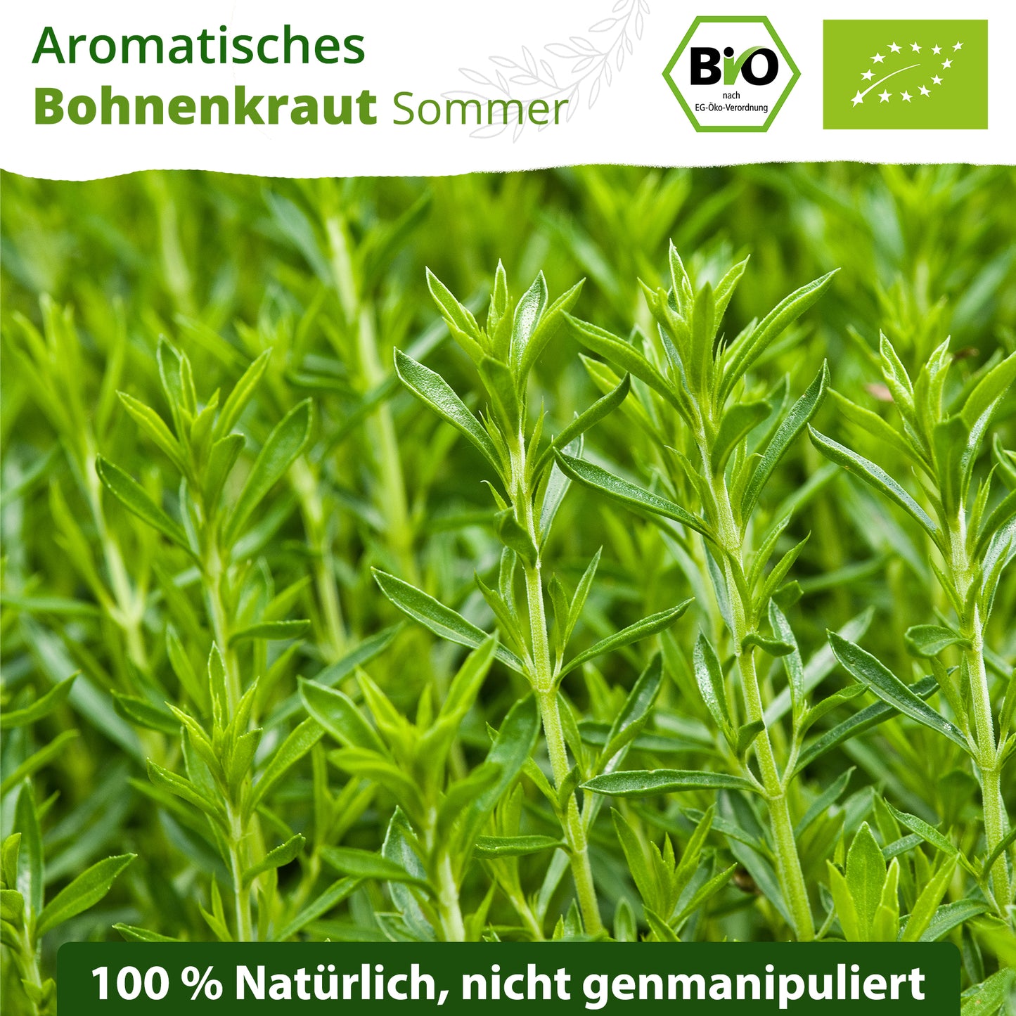 Bio-Bohnenkraut (Sommerbohnenkraut)