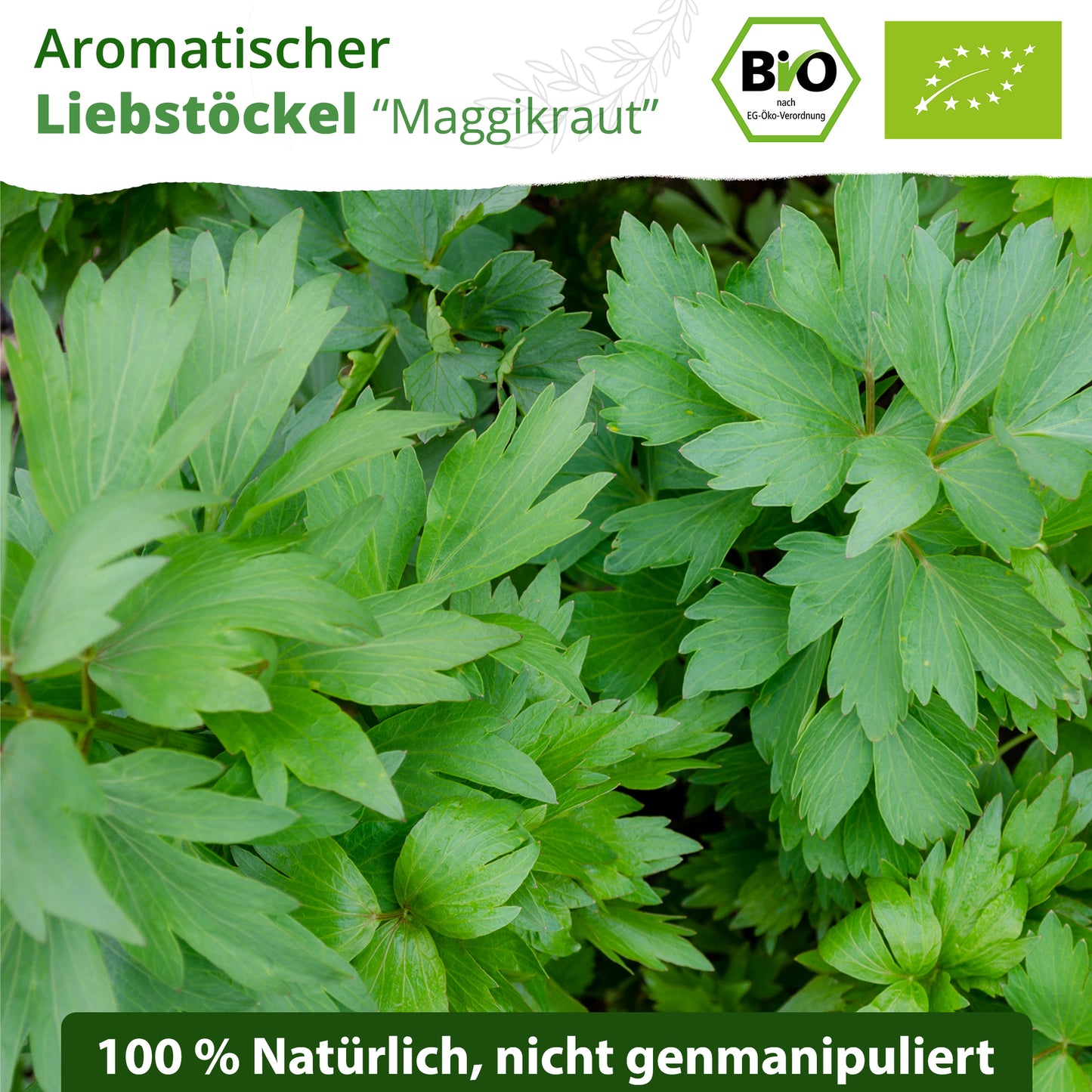 Bio-Liebstöckel