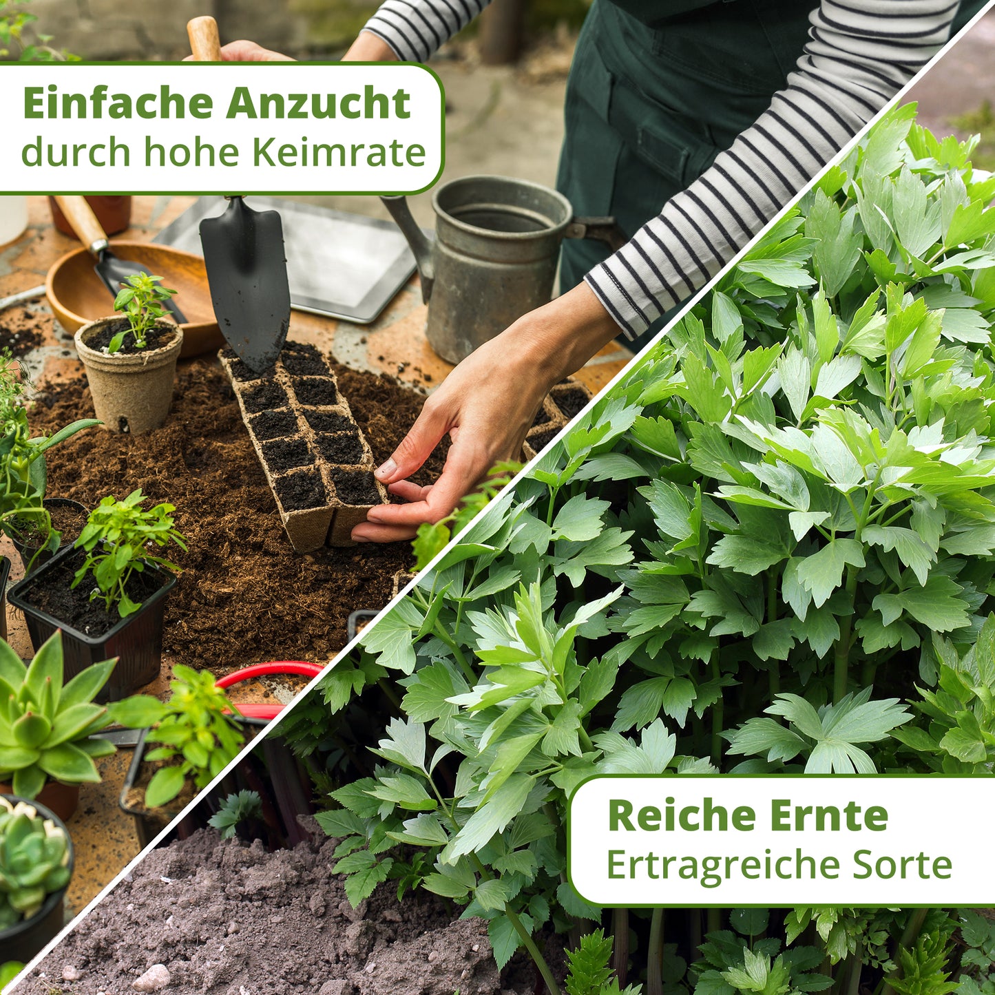 Bio-Liebstöckel