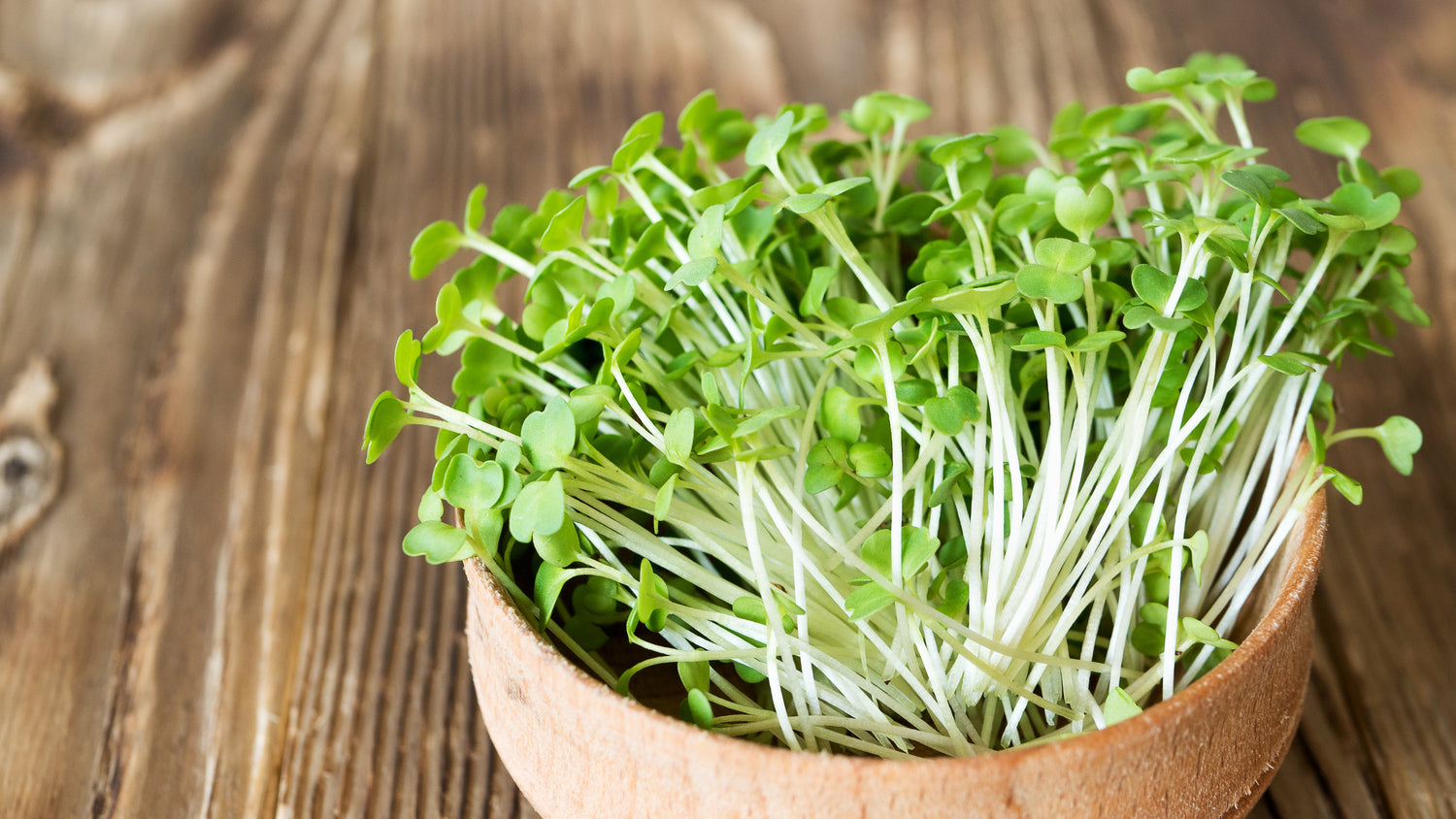 Sprossen und Microgreens