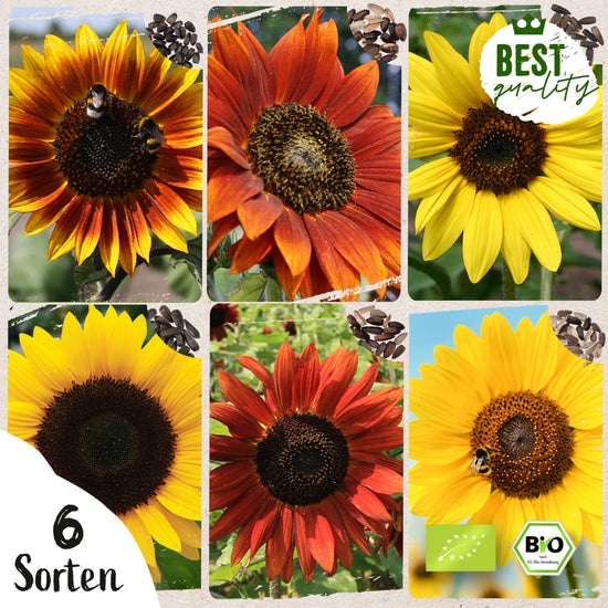 Bio-Sonnenblumen Samen Set mit 6 beliebten Sorten