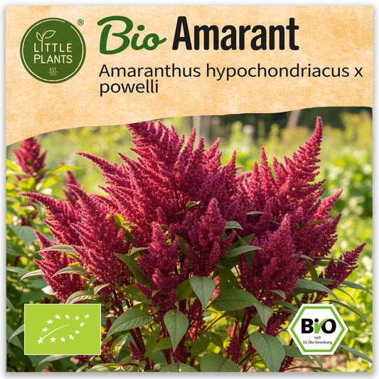 Bio-Amarant