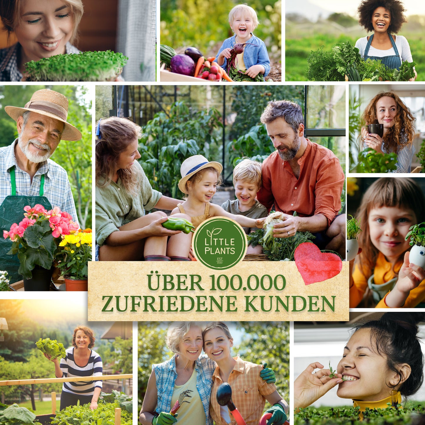 Bio Rucola Keimsaat 250g und 500g