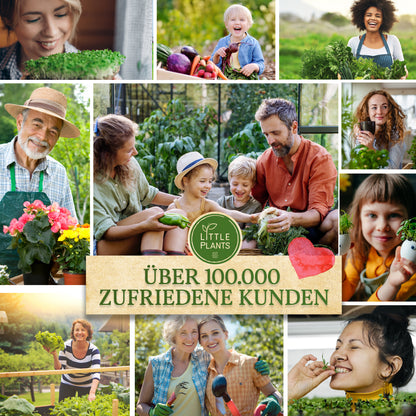 Bio Kresse Keimsaat 250g und 500g