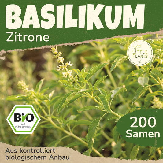 Bio-Basilikum (Zitronenbasilikum)