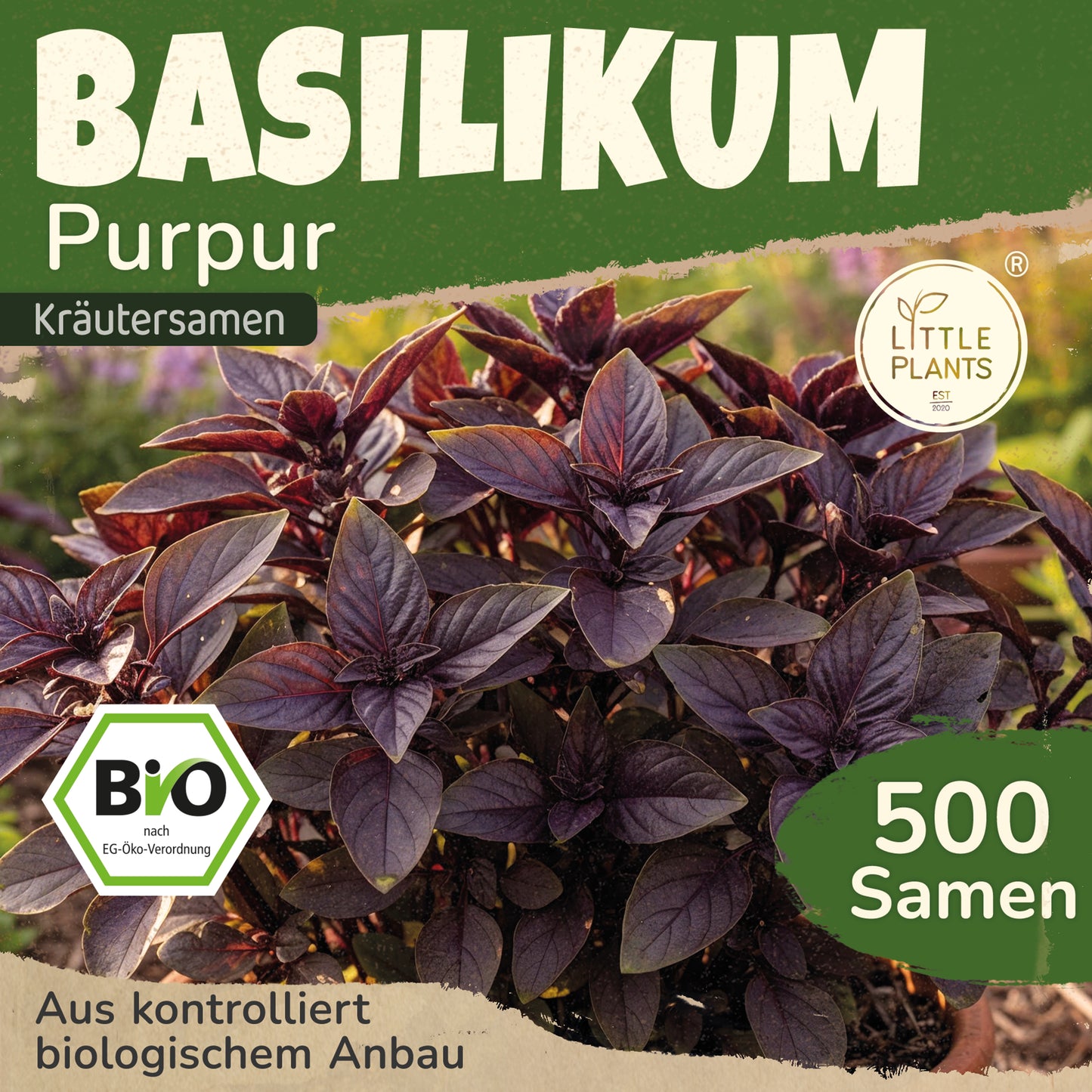 Bio-Basilikum (Purpur)