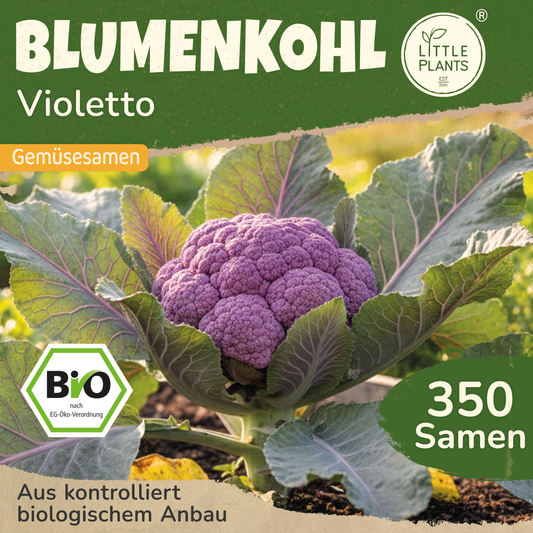 Bio-Blumenkohl (Di sicilia violetto)