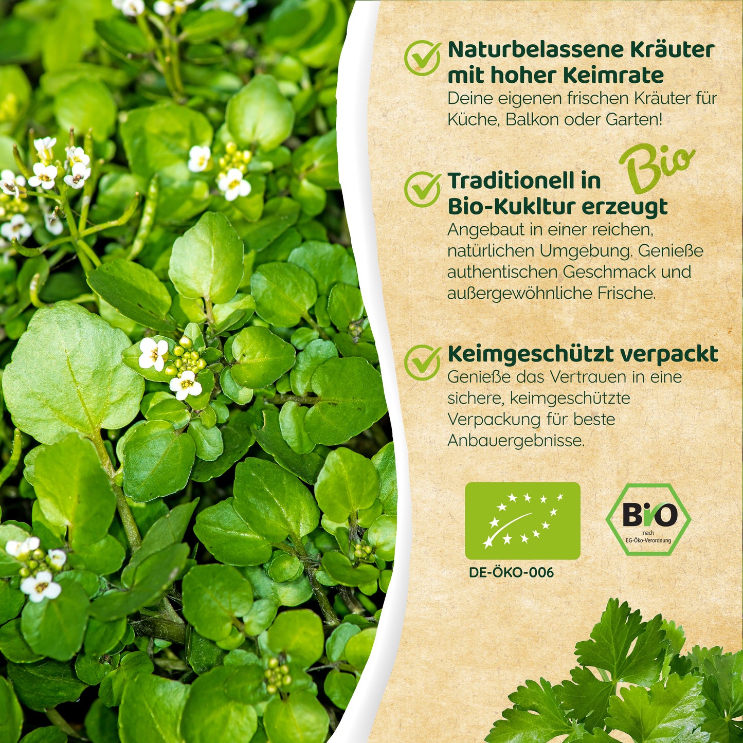 Bio-Brunnenkresse