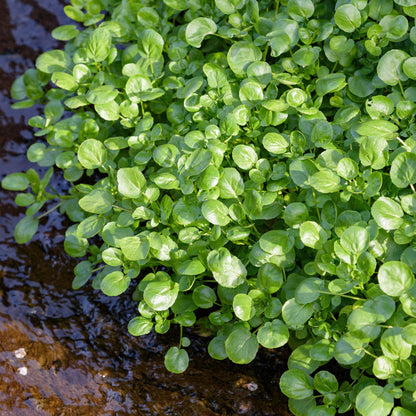 Bio-Brunnenkresse