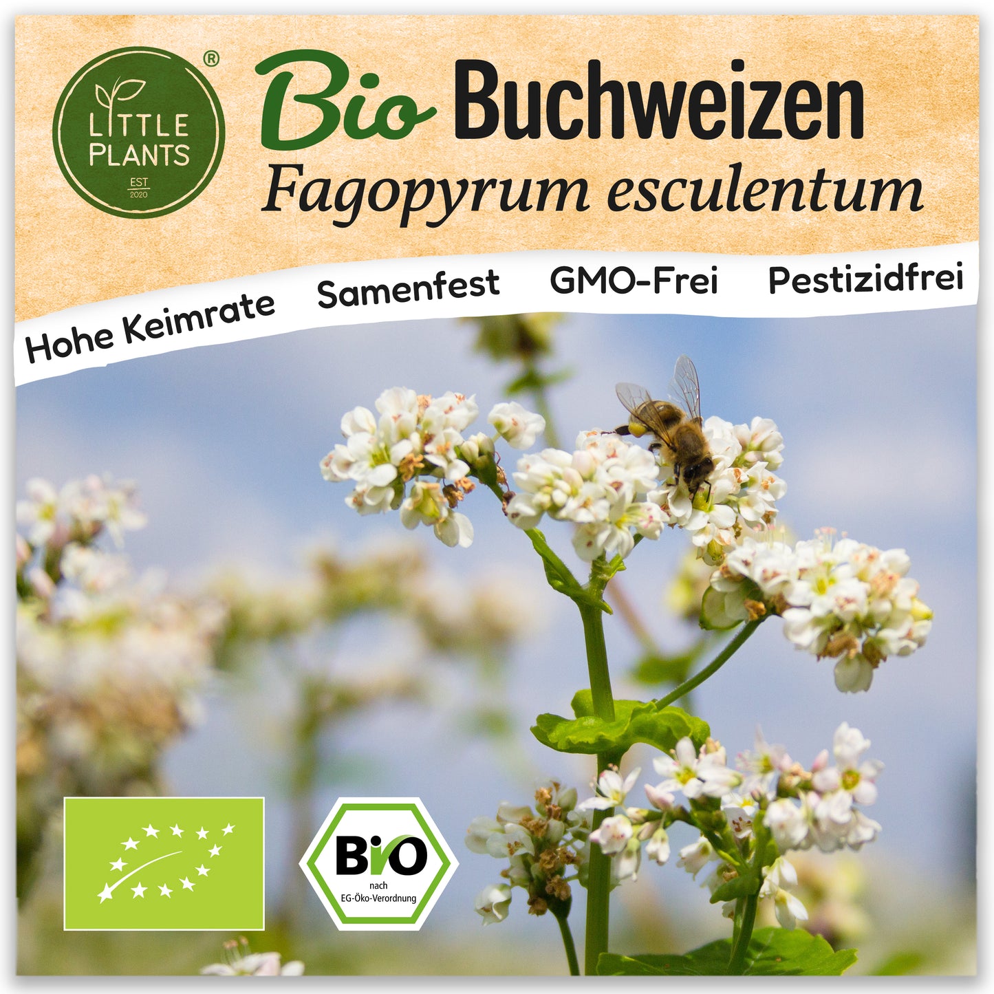 Bio-Buchweizen
