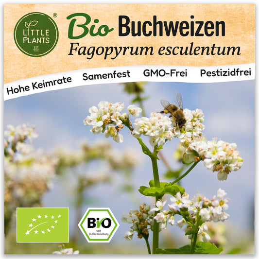 Bio-Buchweizen