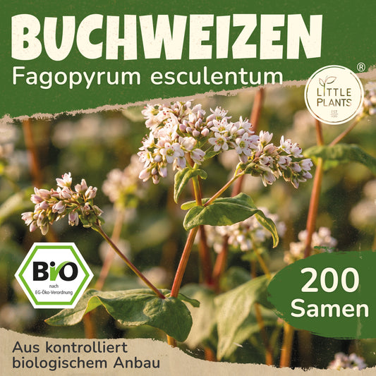 Bio-Buchweizen
