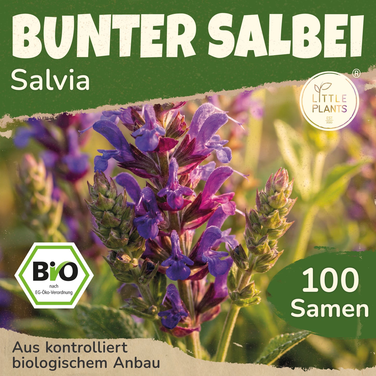 Bio-Salbei (Bunt)