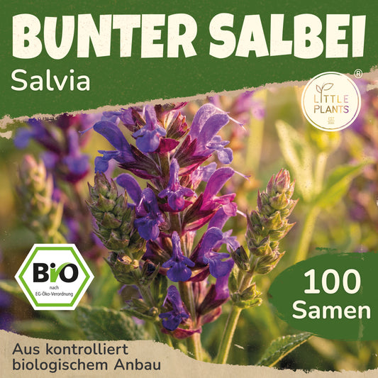 Bio-Salbei (Bunt)