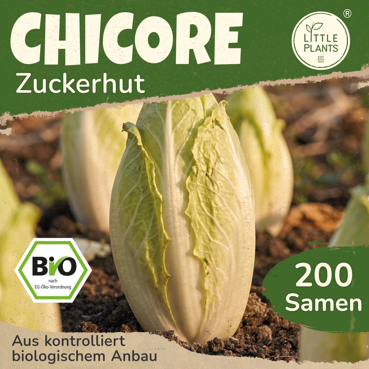 Bio-Chicorée (Zuckerhut)