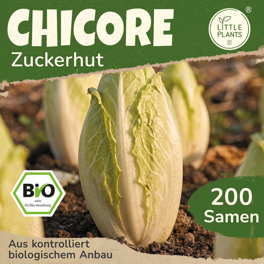 Bio-Chicorée (Zuckerhut)