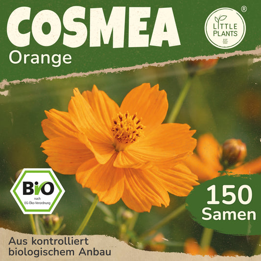 Bio-Cosmea (Orange)