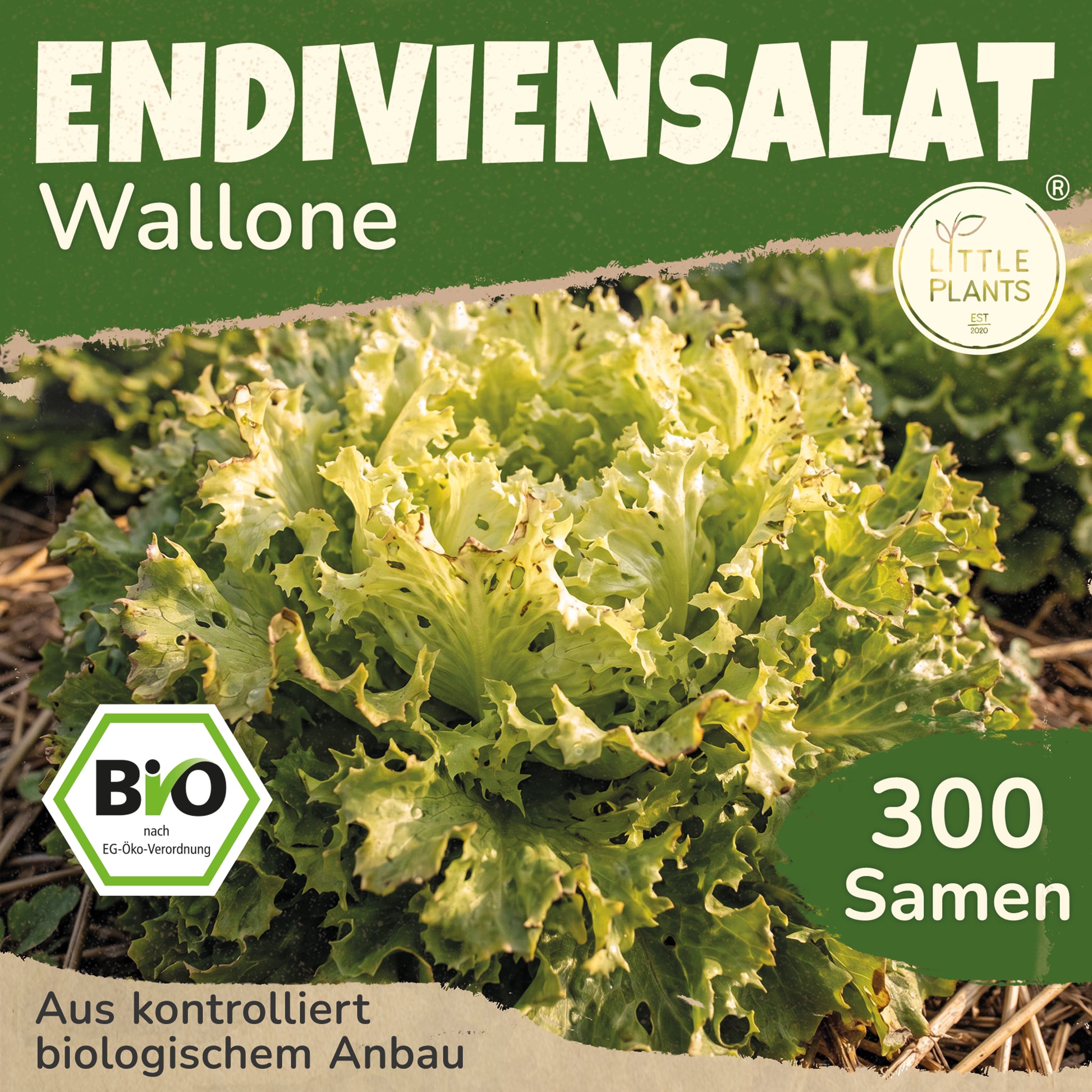 Bio-Endiviensalat (Wallone) – Little Plants