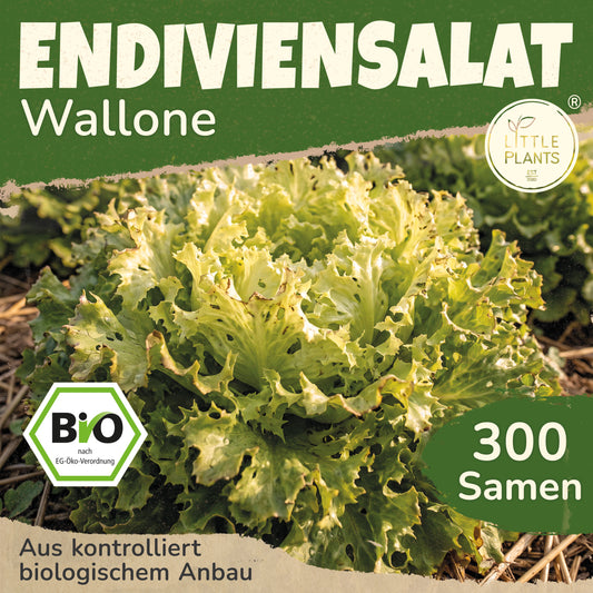 Bio-Endiviensalat (Wallone)