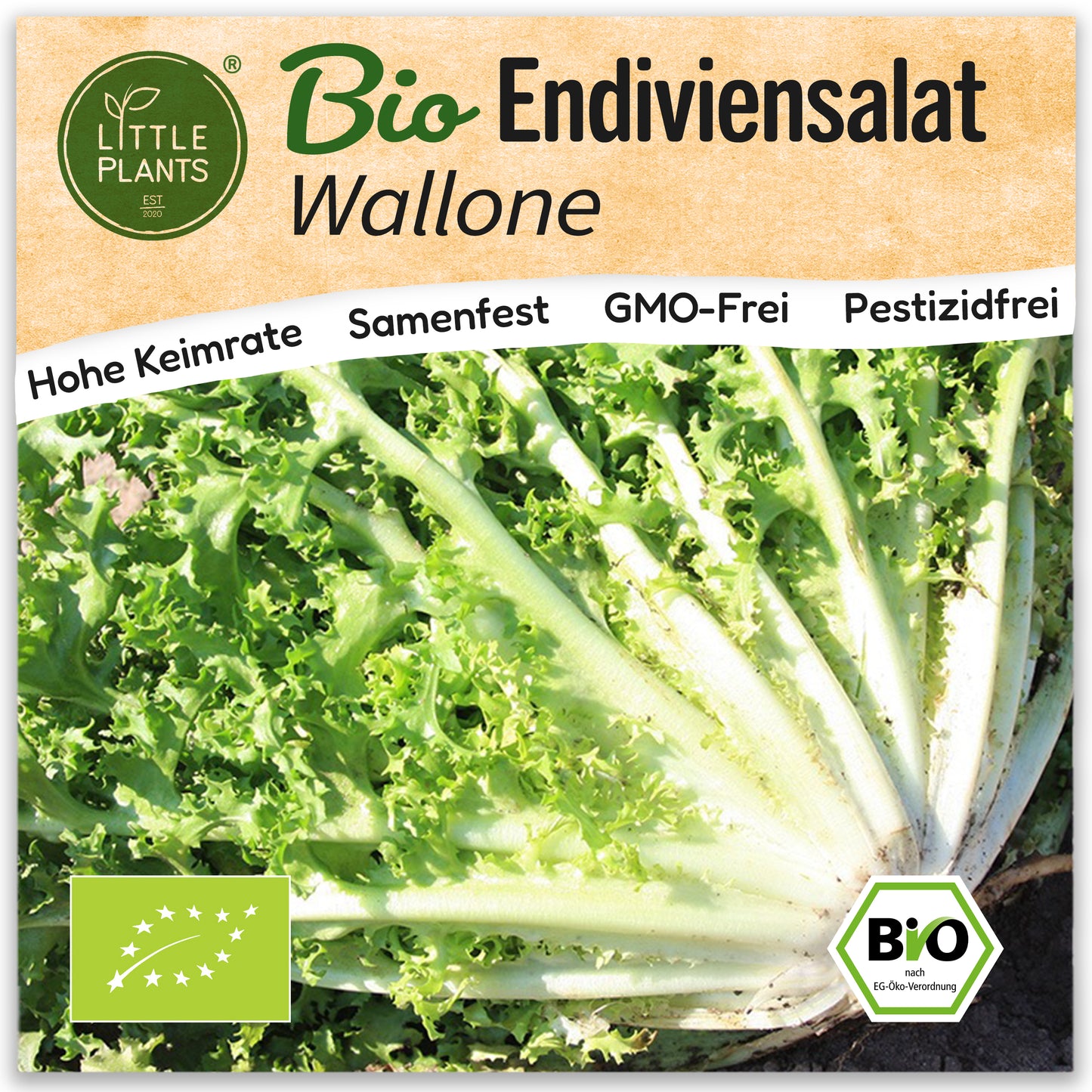 Bio-Endiviensalat (Wallone)