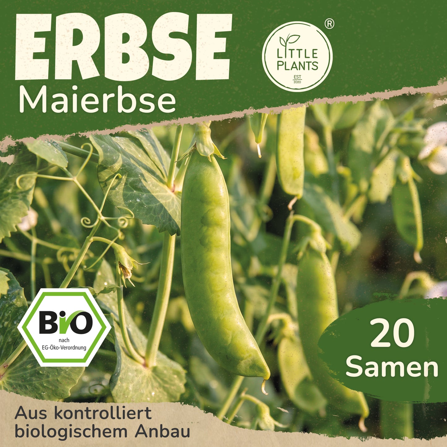Bio-Erbse (Erster Anfang Mai)